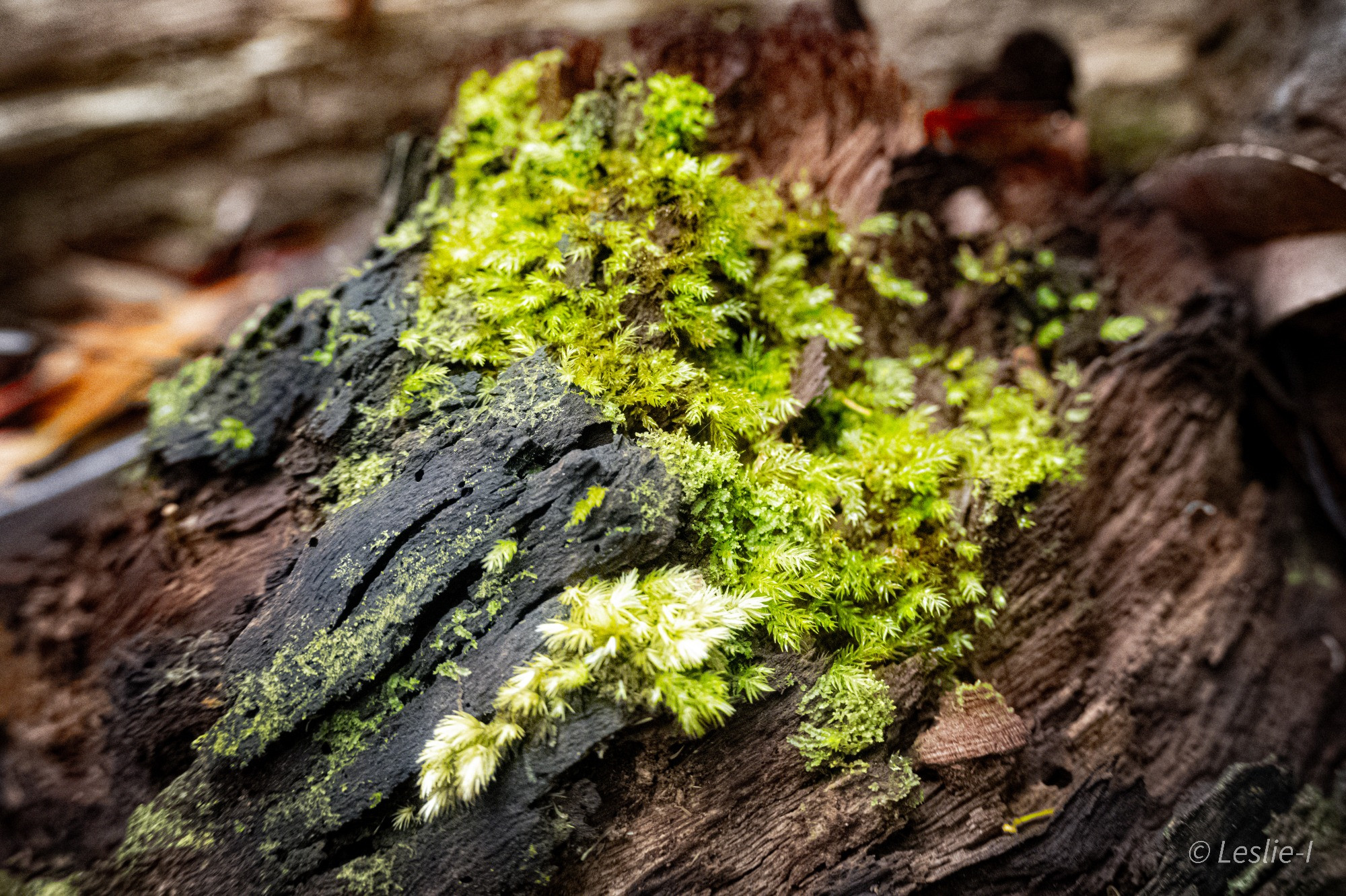 Bright green moss growing on a log.