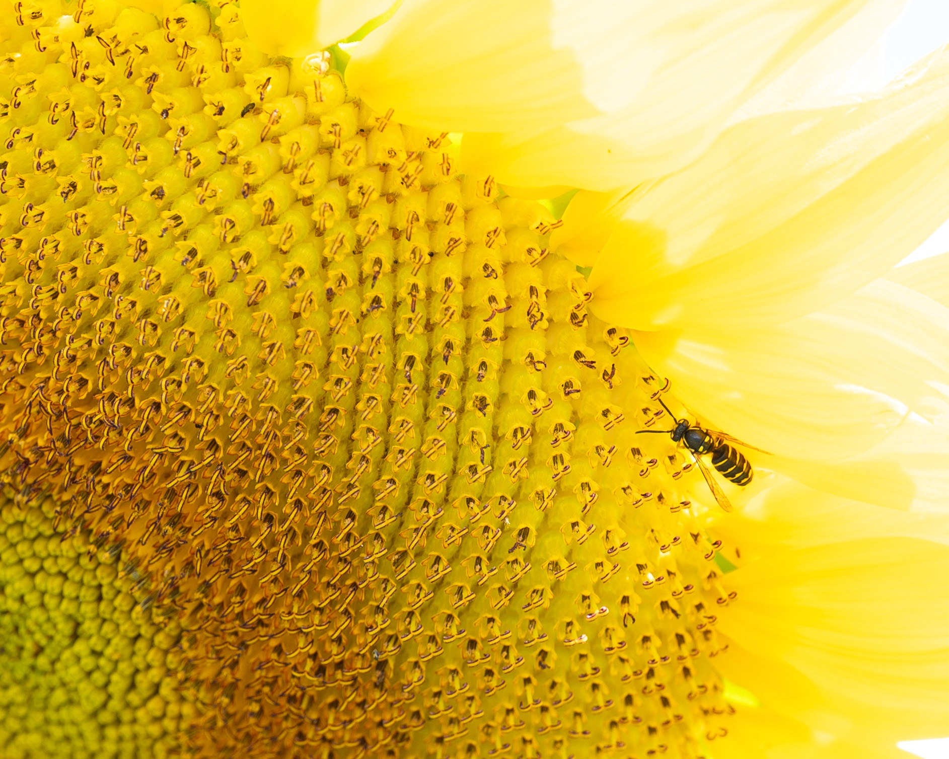 A yellow jacket on a yellow sunflower.