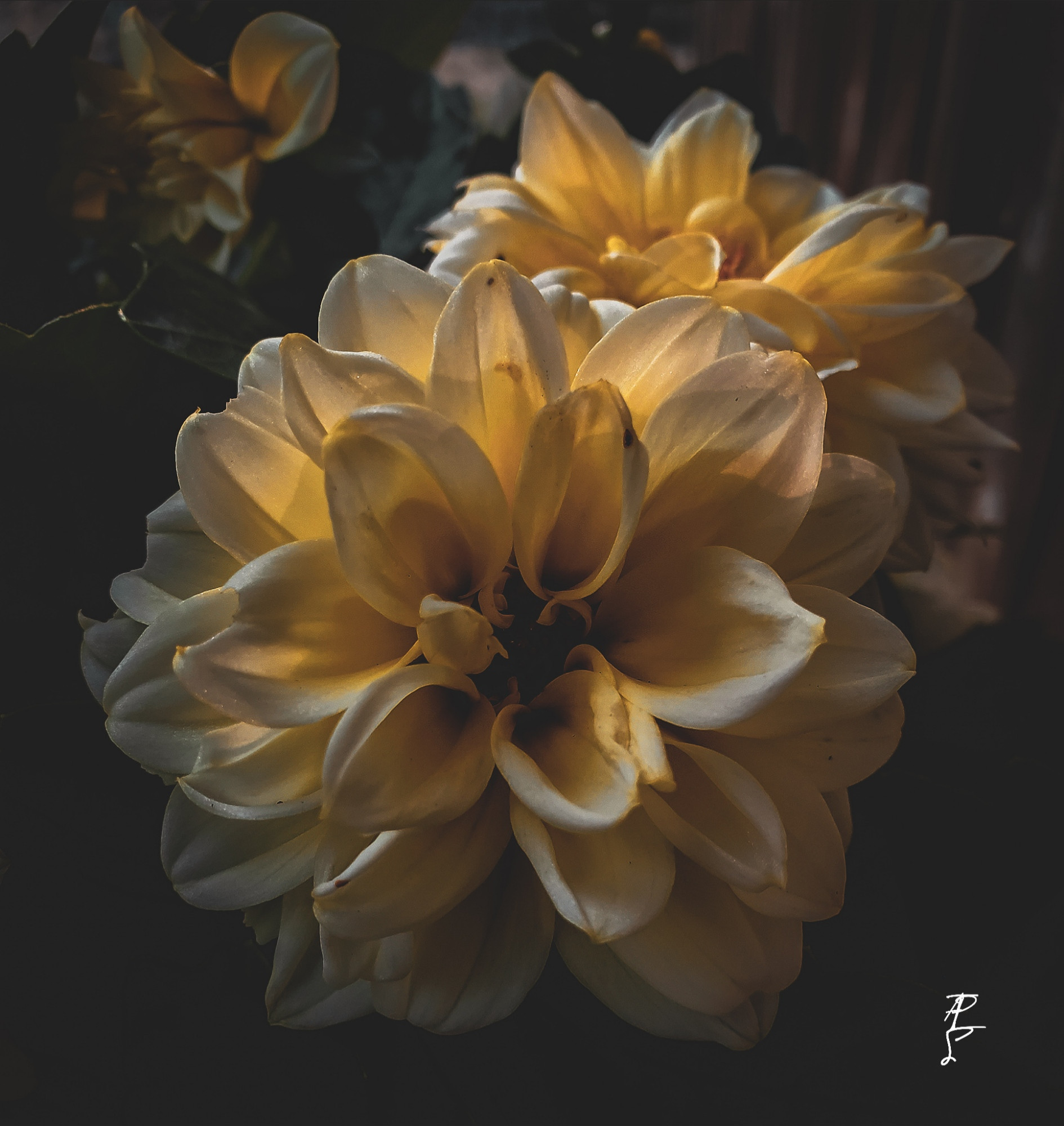 Yellow dahlias.