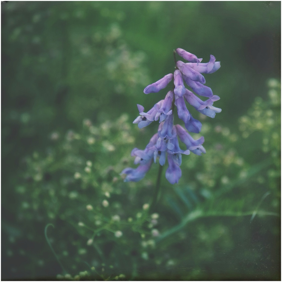 A stalk of vetch, her purple blooms jutting out of a tangle of meadow greens.