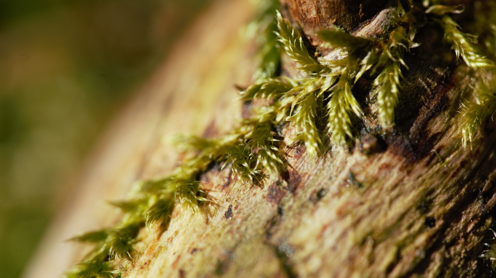Close-up shot of a Hypnum moss sprig hugging a tree branch. Its color is goldy green and every leaf is shining in the sun