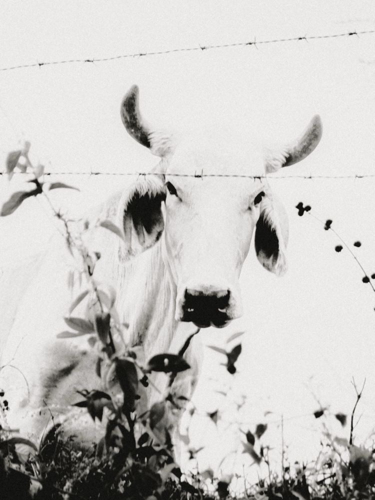 Photograph of a white cow with horns, standing behind a barbed wire fence and foliage.