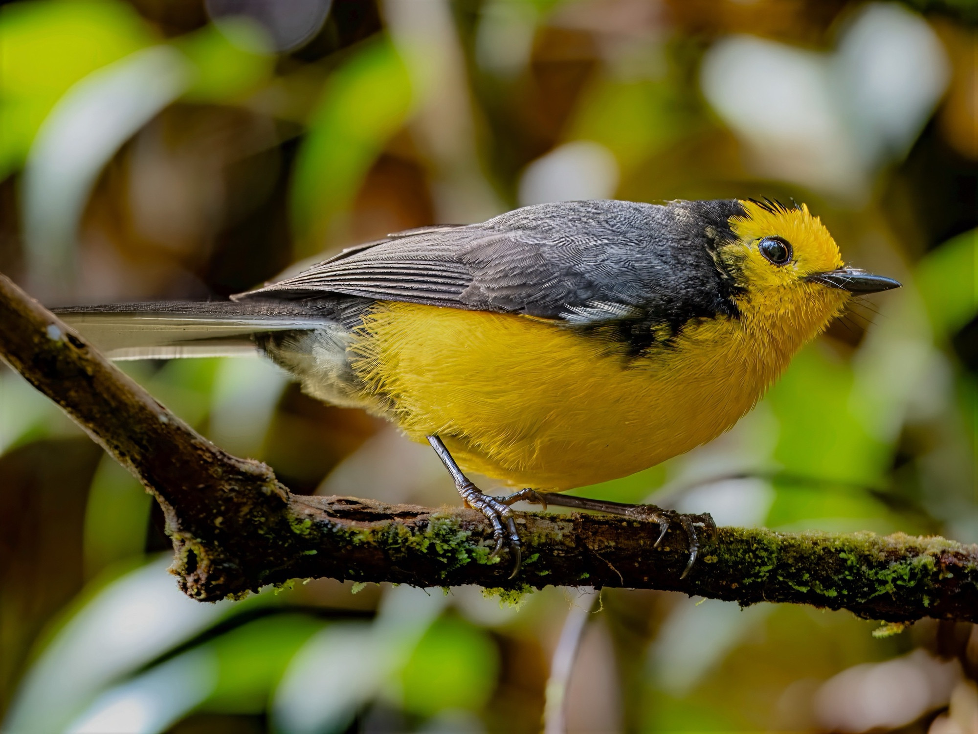 A Golden-fronted restart on a small mossy branch.