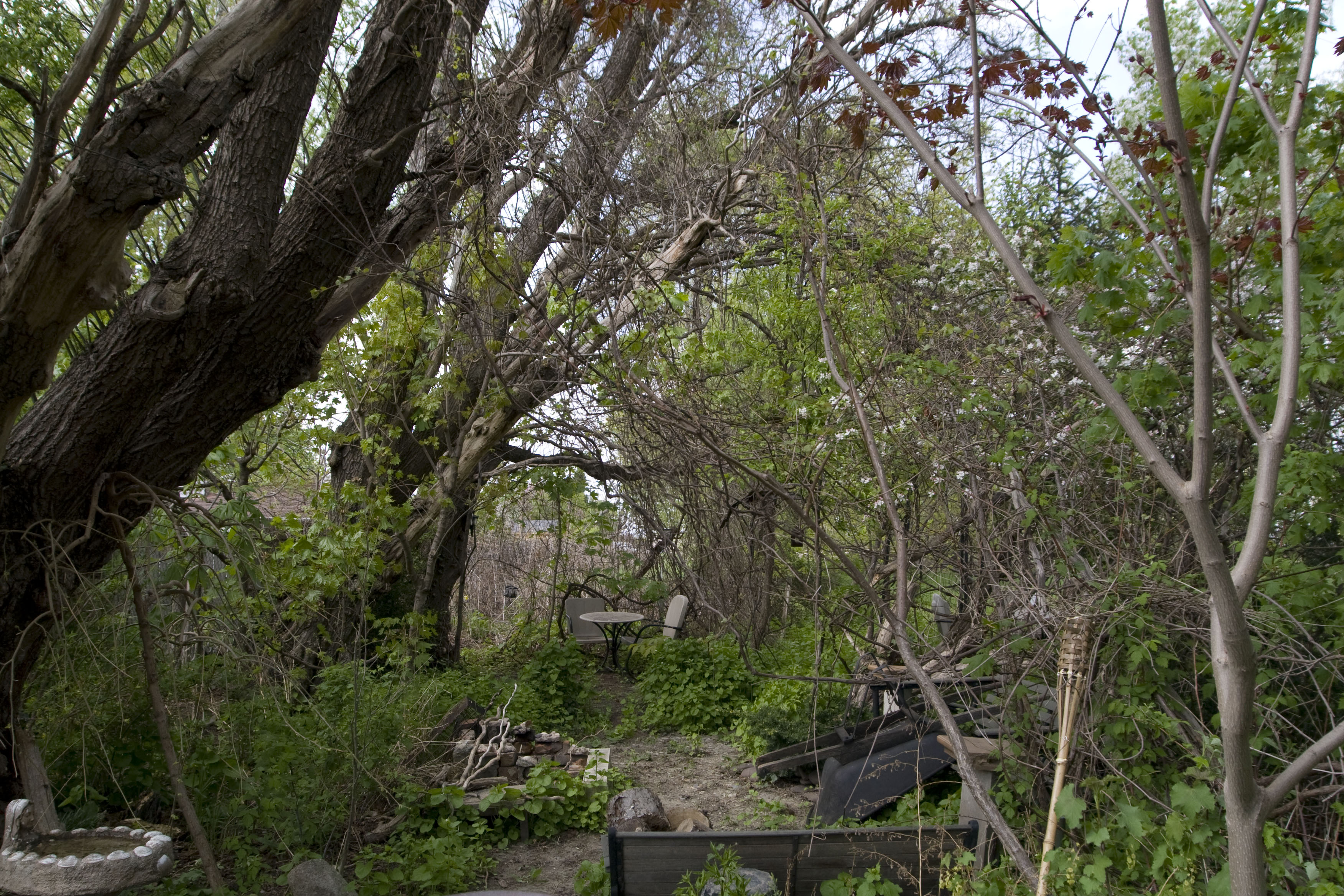 A path through a garden, surrounded by trees and vines. It looks mysterious and mischevious.