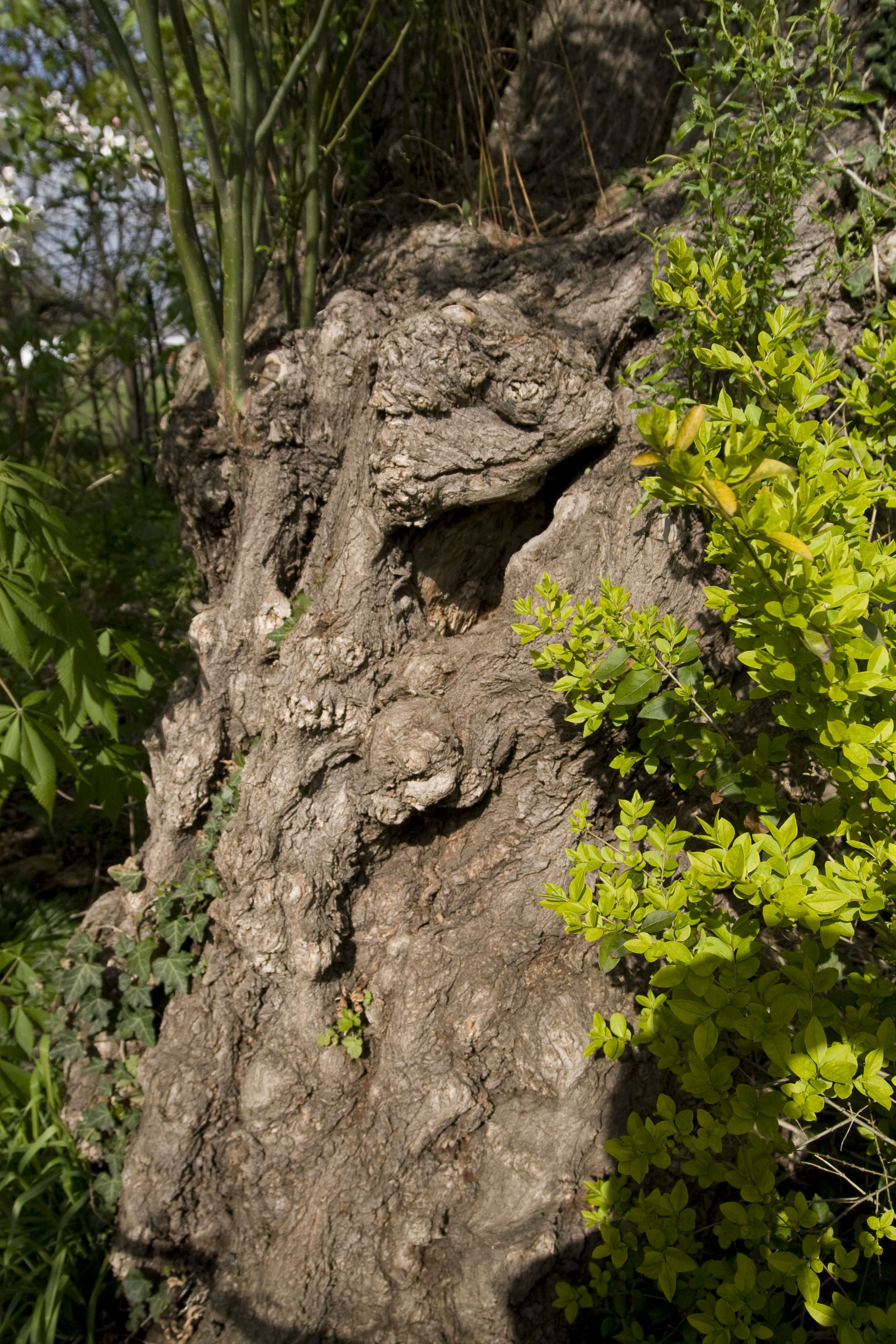 The bole of a large old tree, gnarled with age yet green, vibrant young shoots grow from it.
