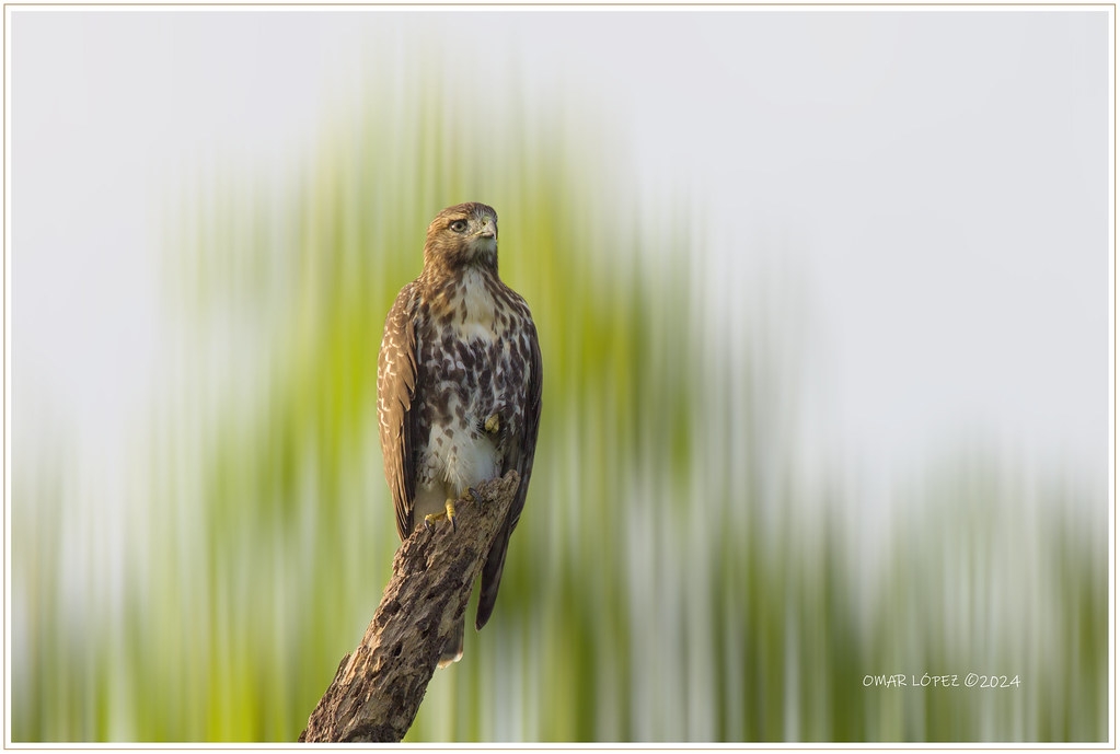 Guaraguao

Red-tailed hawk

The Adamski effect is a photo editing technique that uses blur to create the illusion of movement in a photo. It's named after impressionist photographer Josh Adamski, who popularized the effect. The technique involves combining a sharp subject with a motion-blurred background, and can also isolate certain elements in the photo by leaving them unblurred. 