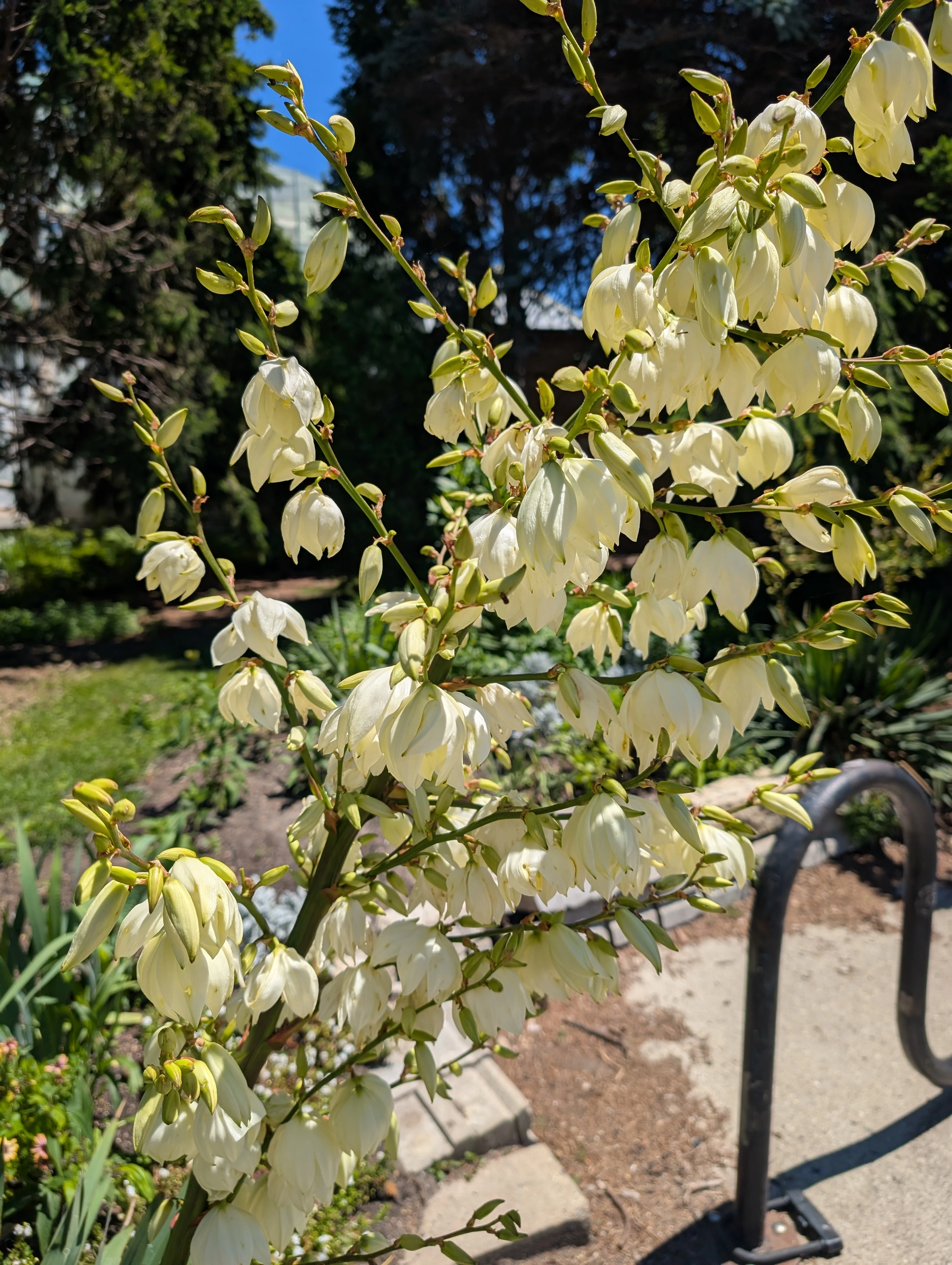 A tall, shrub-like branch with large, white, bell-shaped flowers.