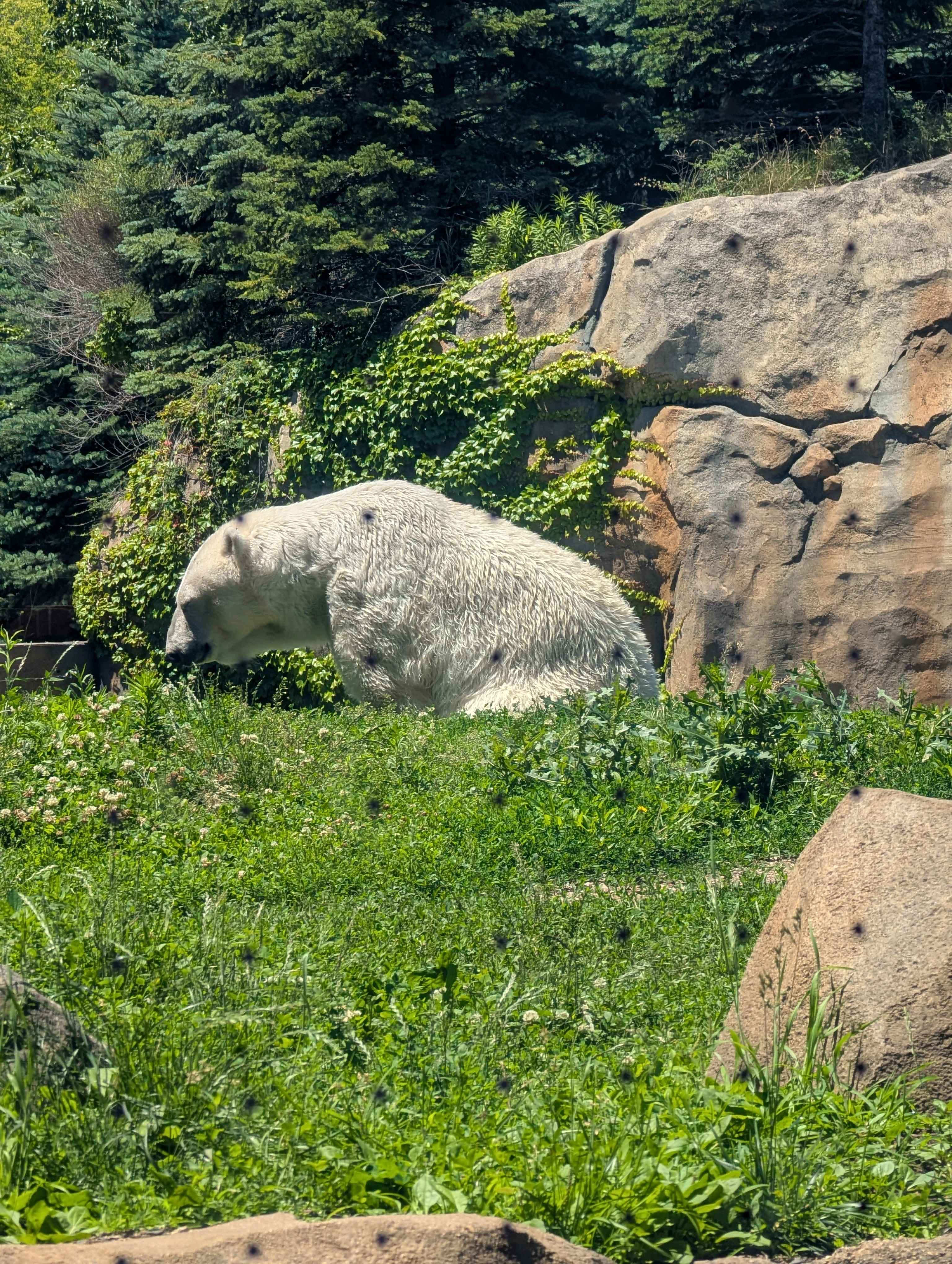 A polar bear in a zoo enclosure, sitting with his shoulders hunched and his head down. There are black spots all over the picture, from the holes in the plexiglass window that surrounds the enclosure.