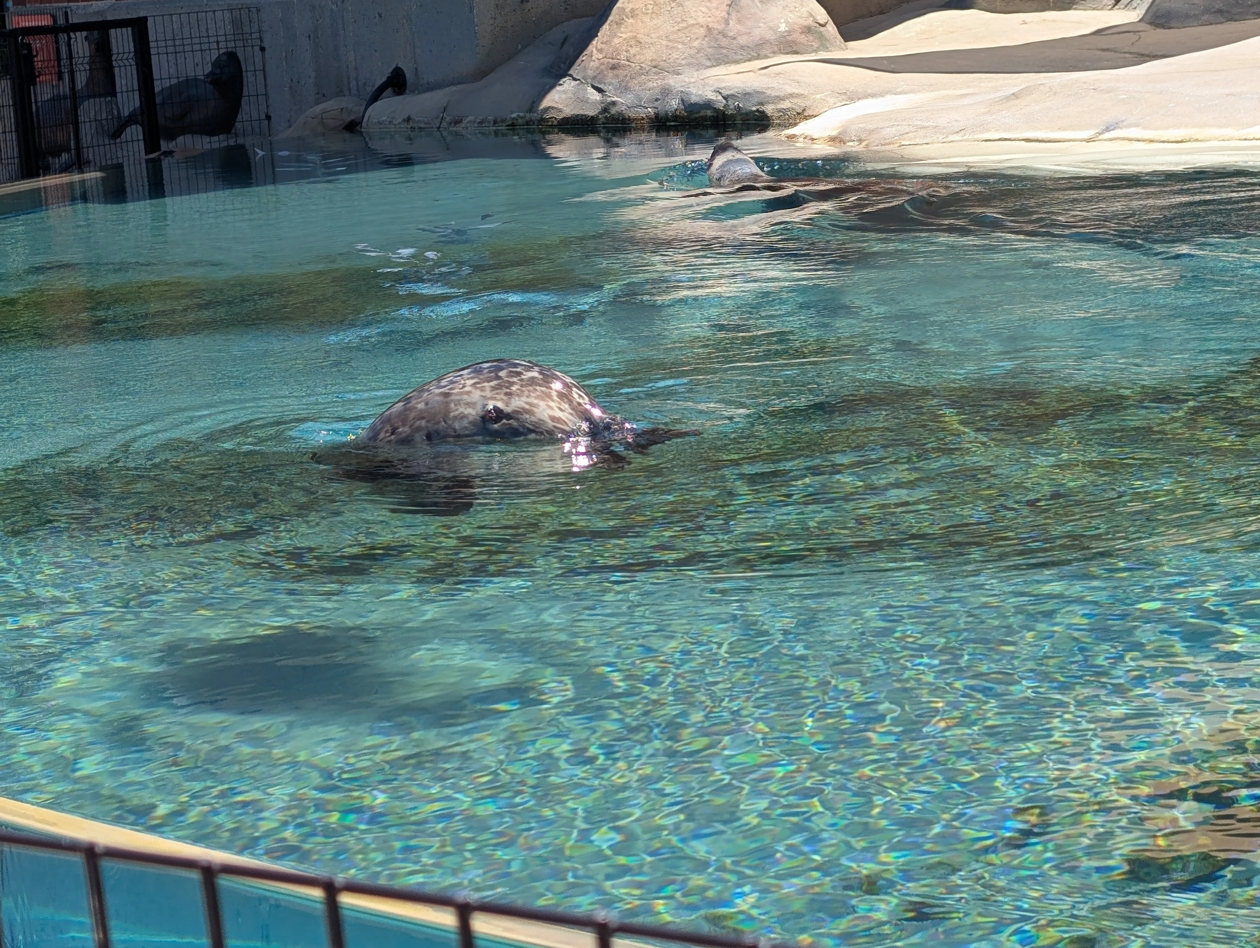 The tail-end of a seal as it dives back into the water after a short foray to the surface for some sweet, sweet oxygen.