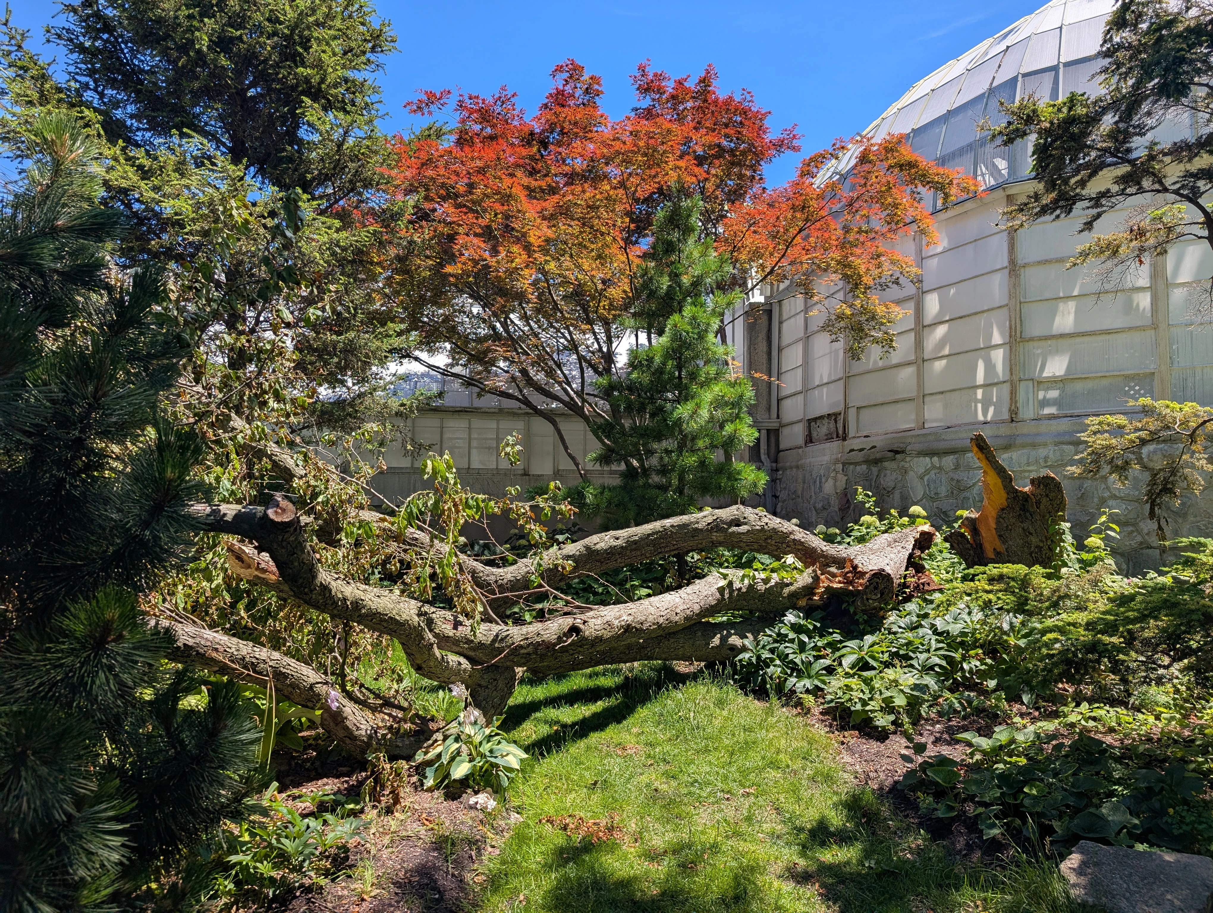 A fallen tree with artful limbs arranged arfully in front of another tree with maple-red leaves (it's not a maple, though). A round greenhouse-looking building is behind everything. The sky is extremely clear and blue.