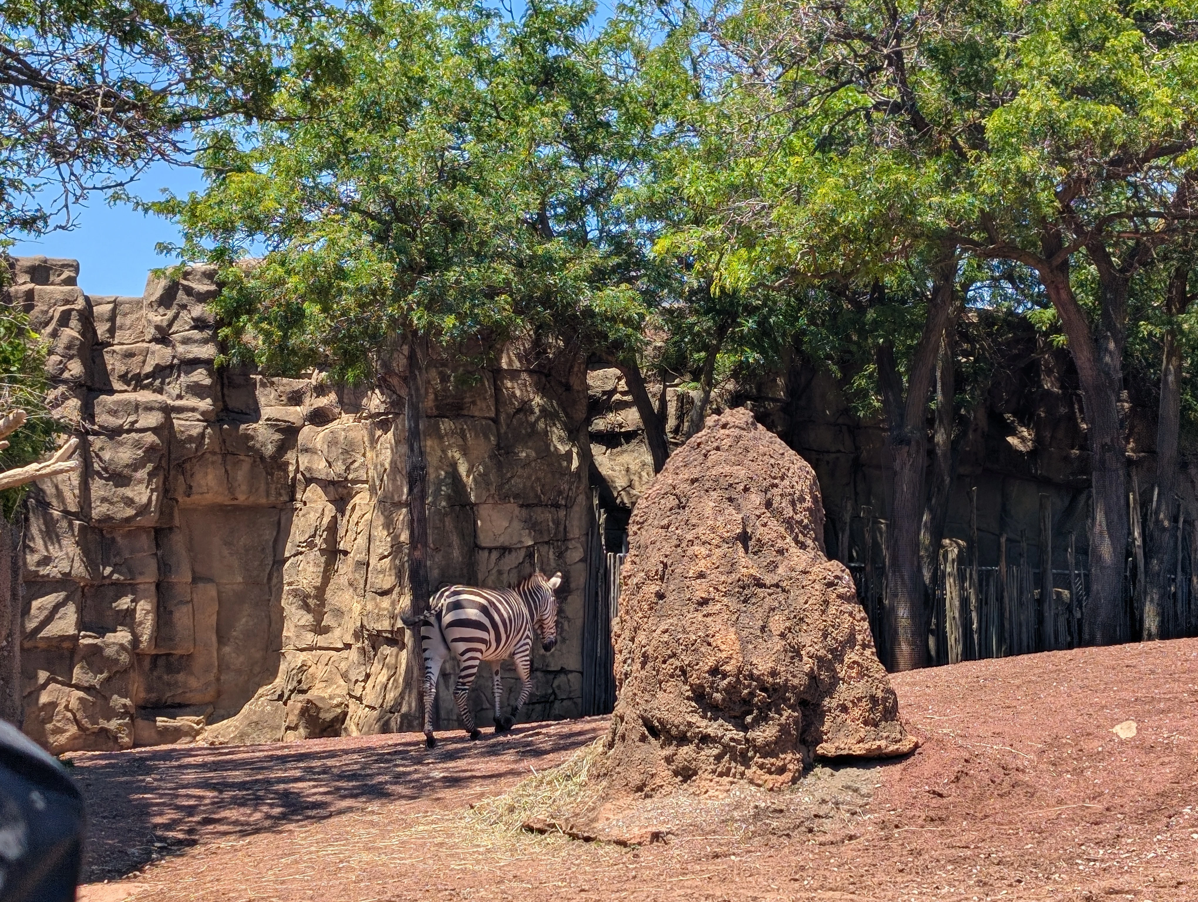 A zebra in a zoo habitat, walking away from the camera. Dat ass, tho.