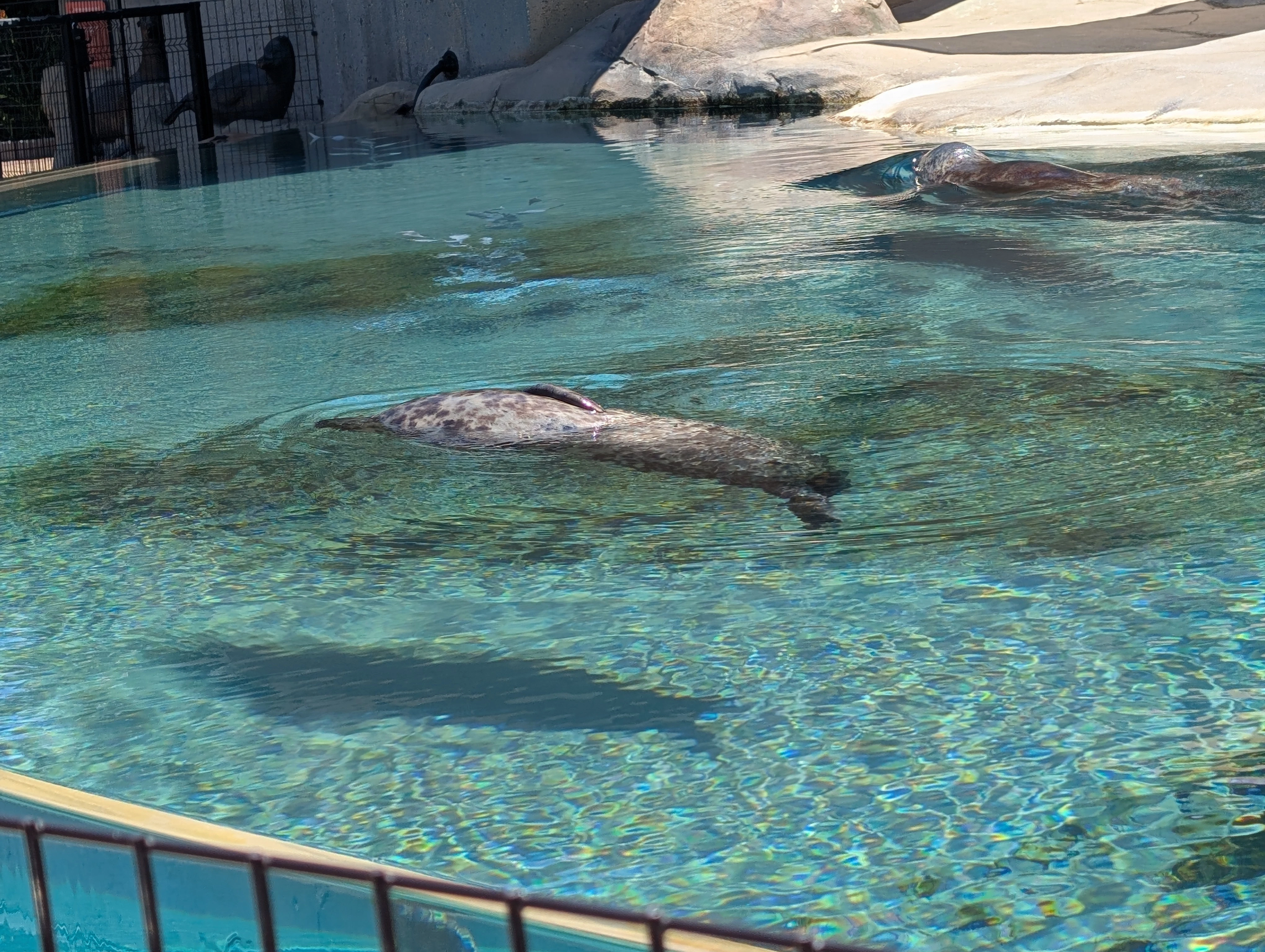 A seal in blue water in a zoo enclosure. You can kind of see his side as he rolls out of the water.