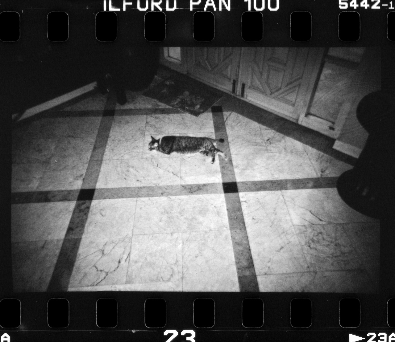 Film scanned of my cat back at the old house
