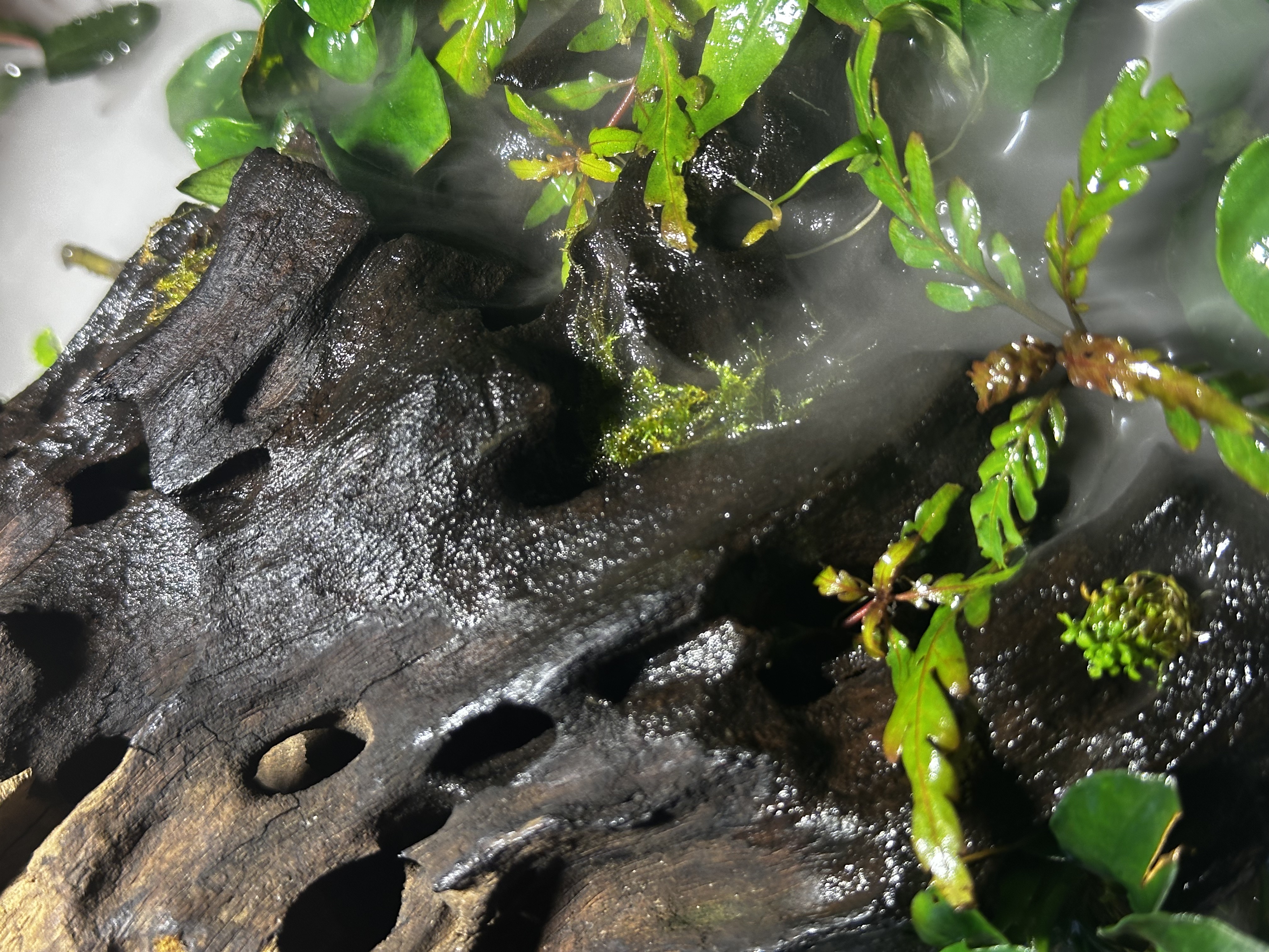 picture of moss sitting in a crack in the wood