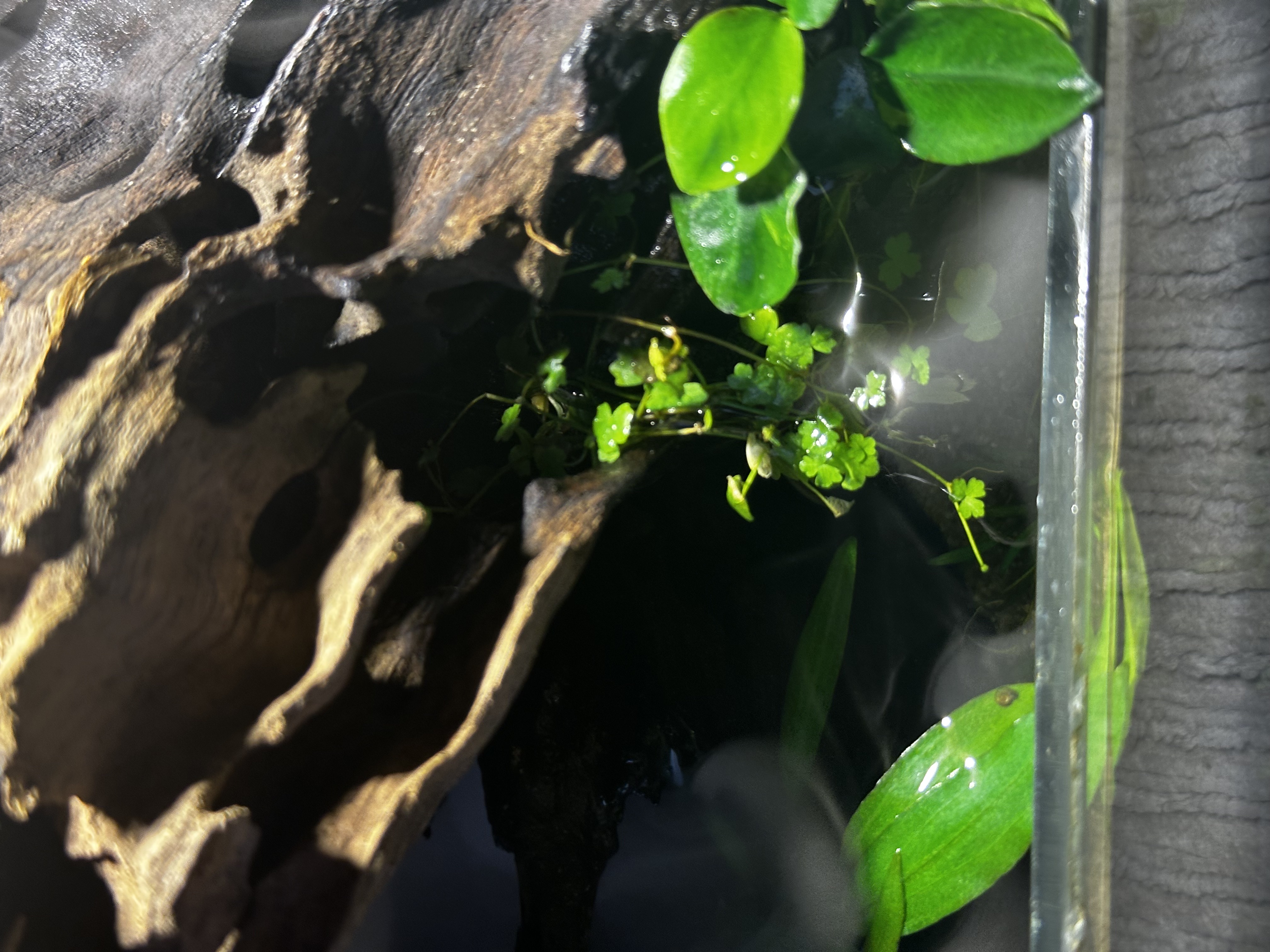 picture of hydrocotyle spilling out of whole in wood into water