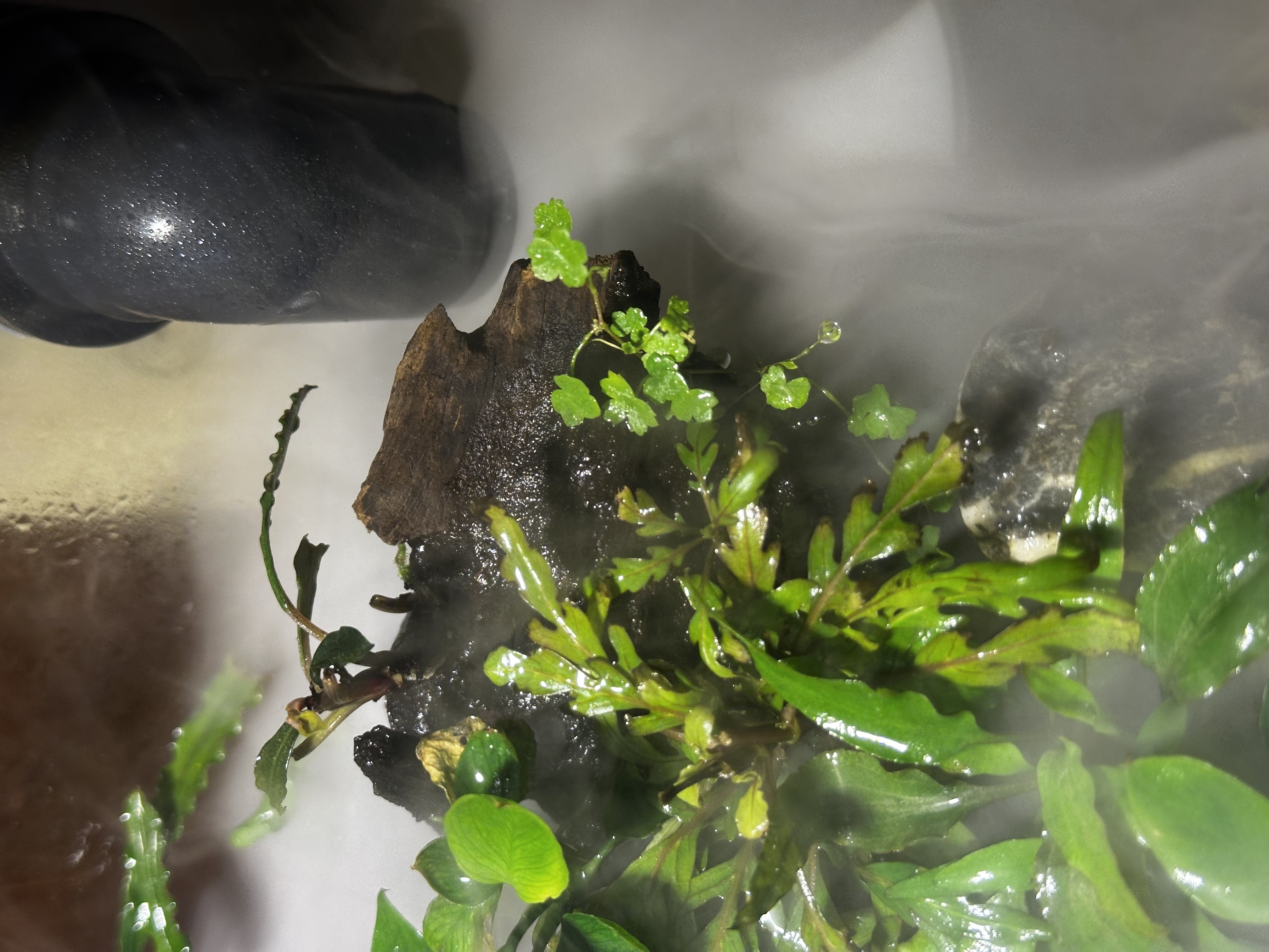 picture of hydrocotyle near the outflow bulkhead
