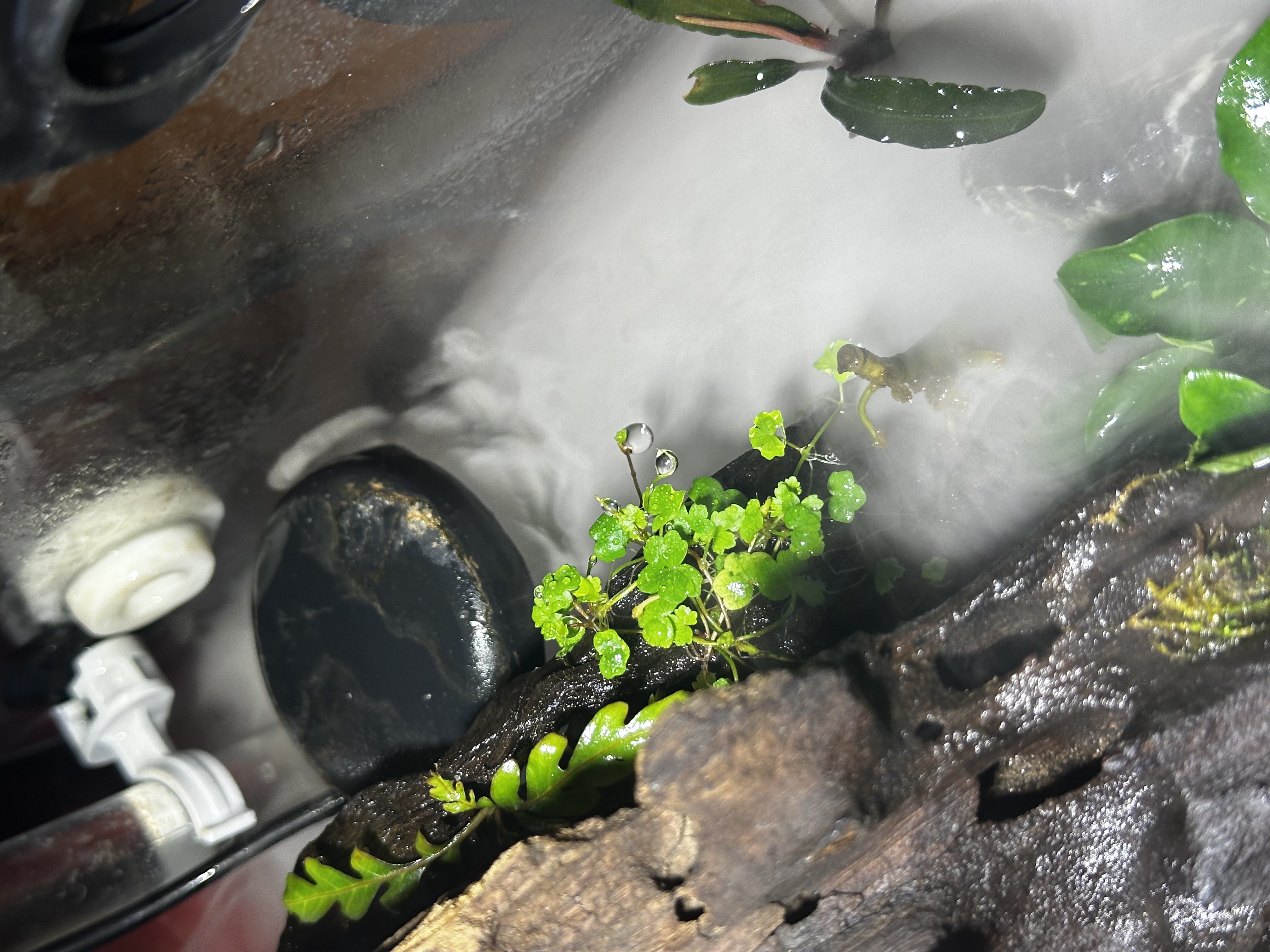 picture of hydrocotyle in the back of the tank right next to the atomizer
