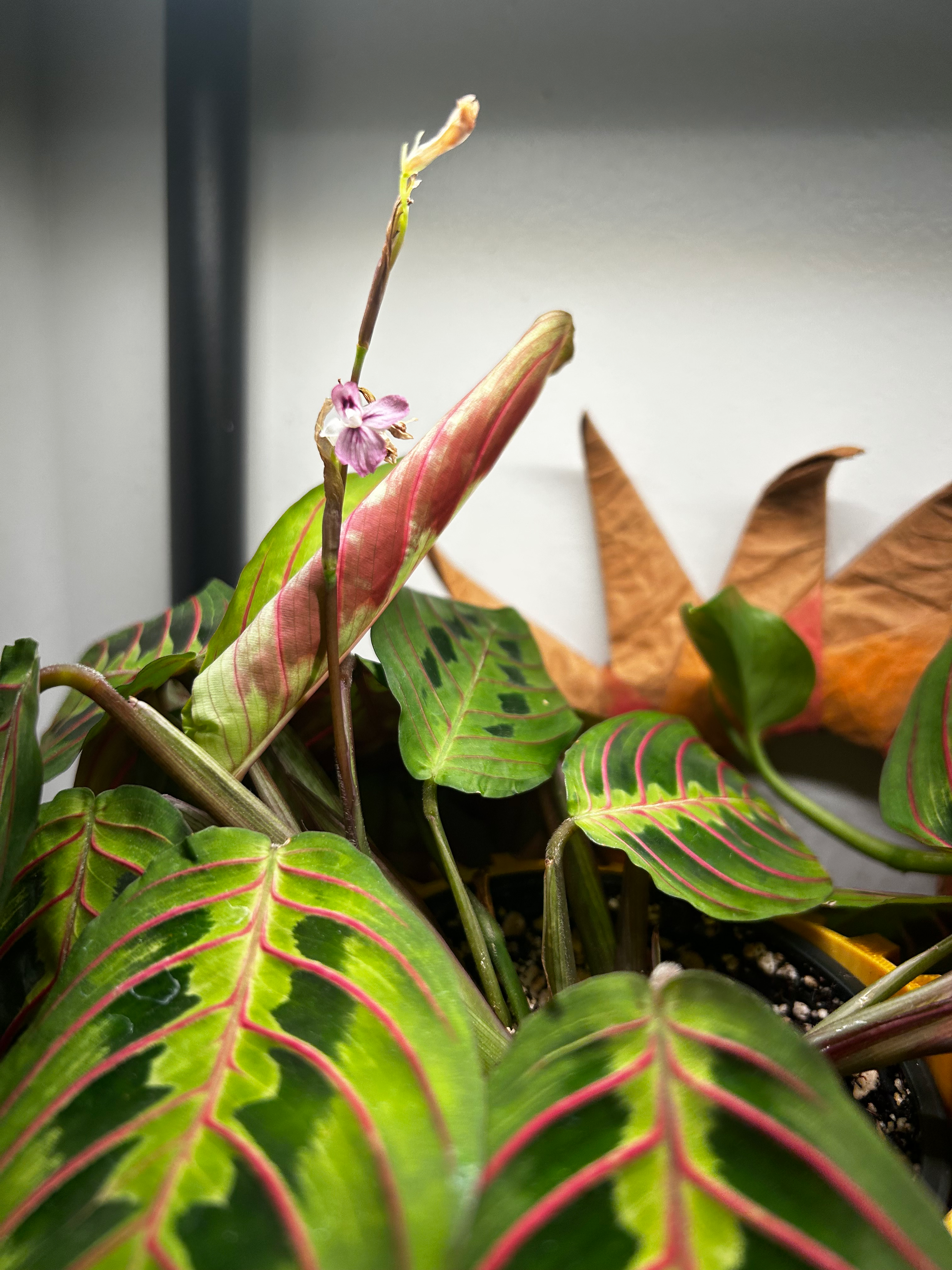 A close-up of Straith's red maranta plant, which has green oval-shaped leaves with darker green spots between red veins. The plant is blooming: a thin brown stalk stretches toward the unseen light source, and on that stalk is a tiny pink flower with three large petals. At the end of the stalk is another flower waiting to open.