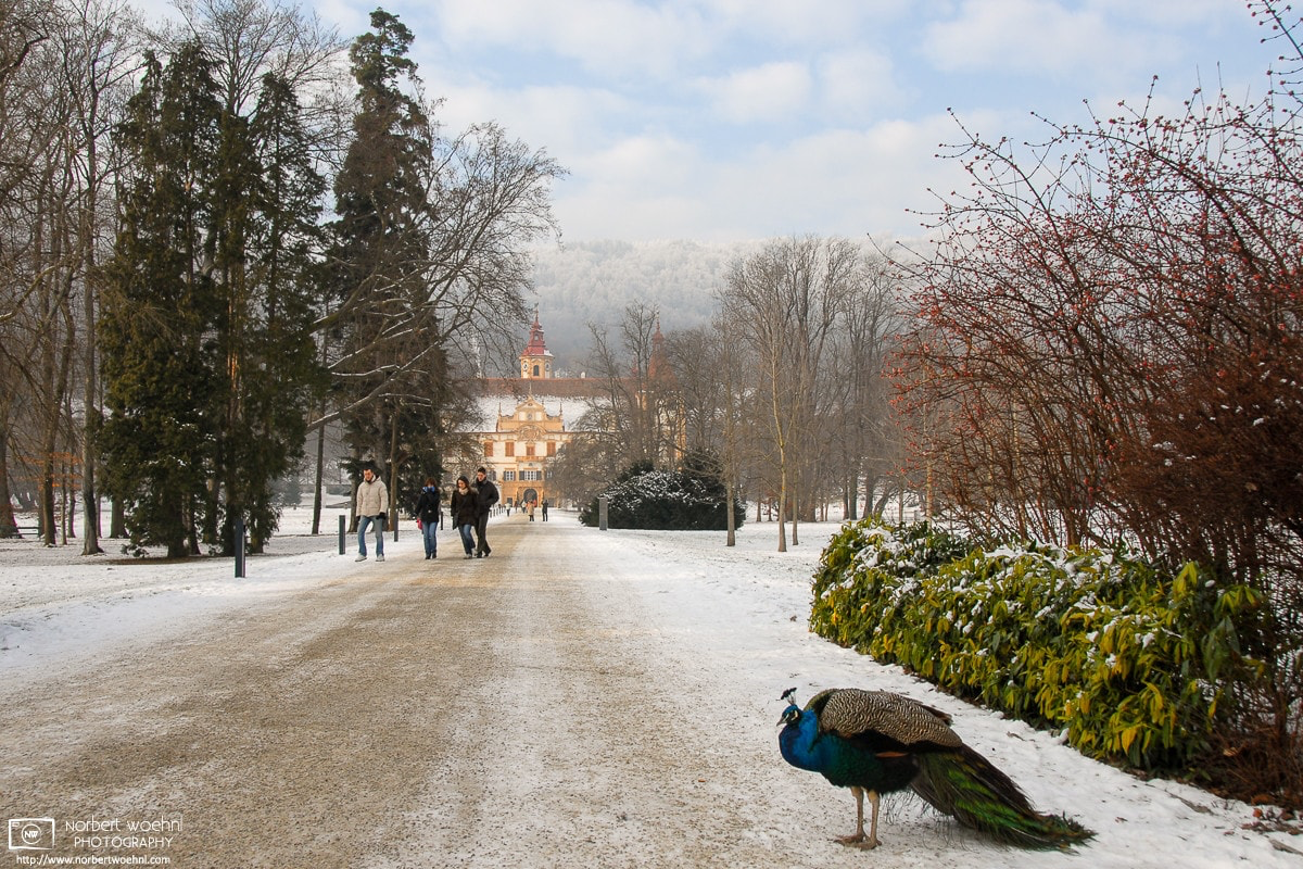 On a winter day along the approach to Schloss Eggenberg (Eggenberg Palace) in Graz, Austria, a peacock is standing by. The birds roam freely around the park. © 2008 Norbert Woehnl Photography.