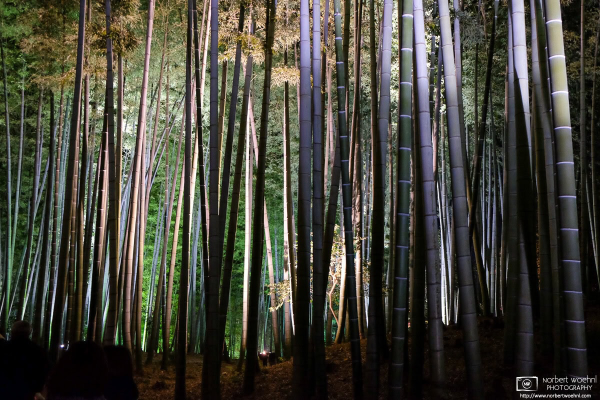 Pattern of illuminated bamboo trees at Kodaiji Temple in Kyoto, Japan. © 2013 Norbert Woehnl Photography.