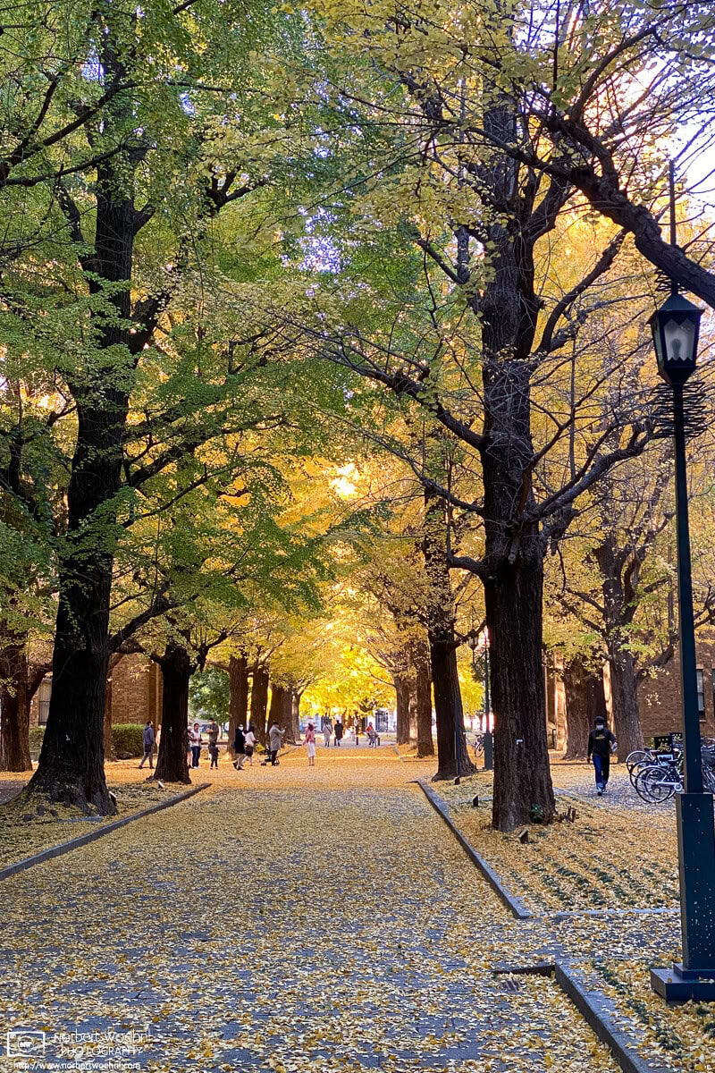 On the campus of Tokyo University (Todai), trees have changed into autumnal yellow colors, and quite a few leaves have already fallen to the ground. © 2021 Norbert Woehnl Photography.