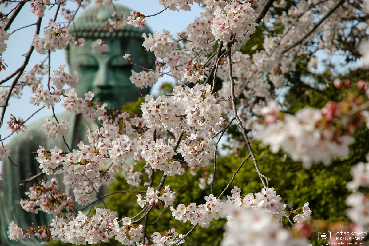 The Daibutsu (Big Buddha) of Kamakura, Japan, is seen behind a branch of cherry blossoms in full bloom. © 2006 Norbert Woehnl Photography.