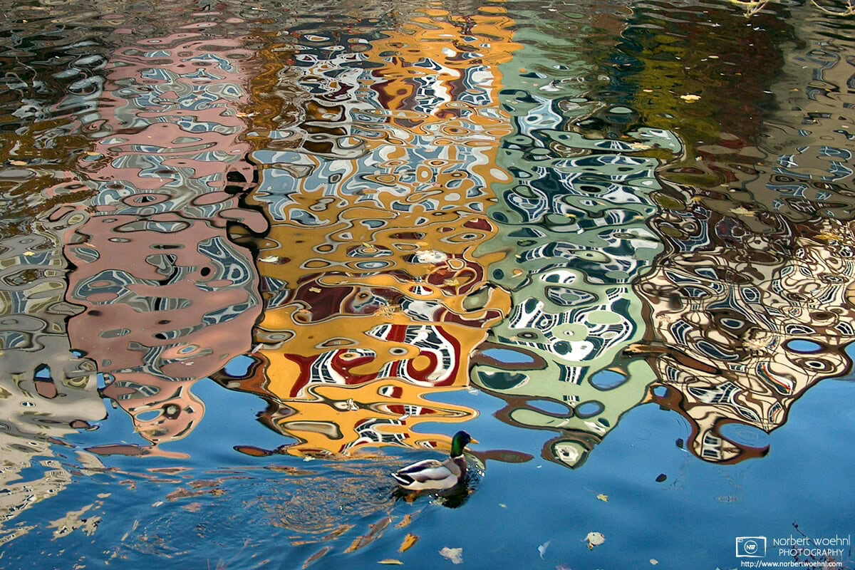 A duck is swimming on the Neckar River in Tübingen, Germany. The rippled water surface reflects the colorful medieval buildings along the river banks. © 2003 Norbert Woehnl Photography.