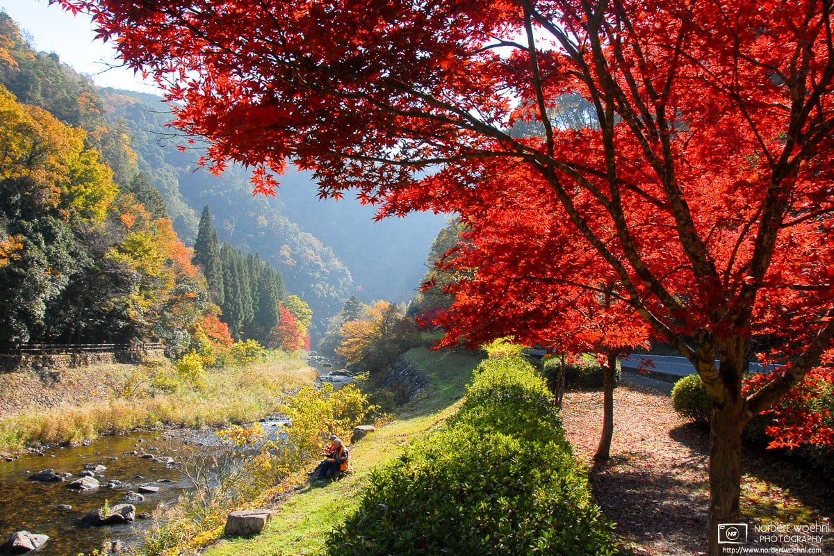 Autumn at Ukan Valley in Okayama Prefecture, Japan, turns the leaves of the riverside trees into an incredibly deep red color. © 2010 Norbert Woehnl Photography.