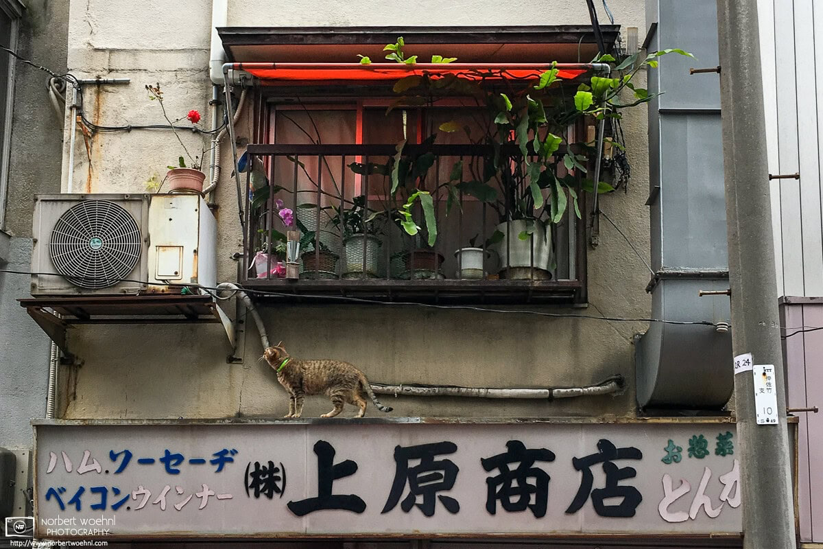 In the Taito Ward of Tokyo, Japan, a cat is mulling whether or not to proceed climbing the facade of an old Tonkatsu (fried cutlet) Restaurant. © 2018 Norbert Woehnl Photography.