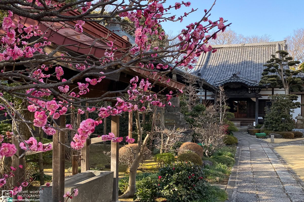 On a sunny February day a few years ago, I ran into this sight of plum blossoms at Ryufukuji Temple in the Itabashi Ward of Tokyo, Japan. © 2021 Norbert Woehnl Photography.