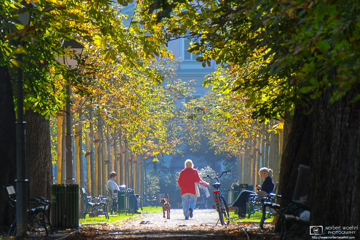 A woman walks her dog on a sunny autumn day along a tree-lined alley in the Stadtpark (City Park) of Graz, Austria. © 2006 Norbert Woehnl Photography.