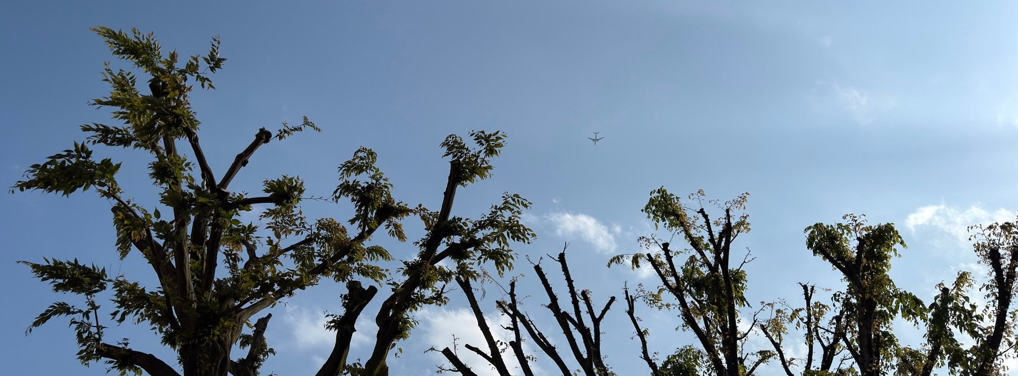 Looking up to see a plane descending into Haneda Airport. Tokyo, Japan. © 2025 Norbert Woehnl Photography.