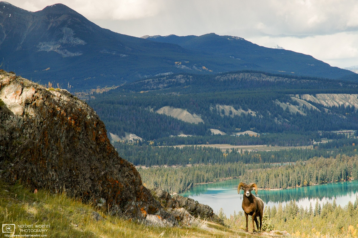 A bighorn sheep is posing in grand mountain scenery around Jasper Townsite in Alberta, Canada. © 2005 Norbert Woehnl Photography.