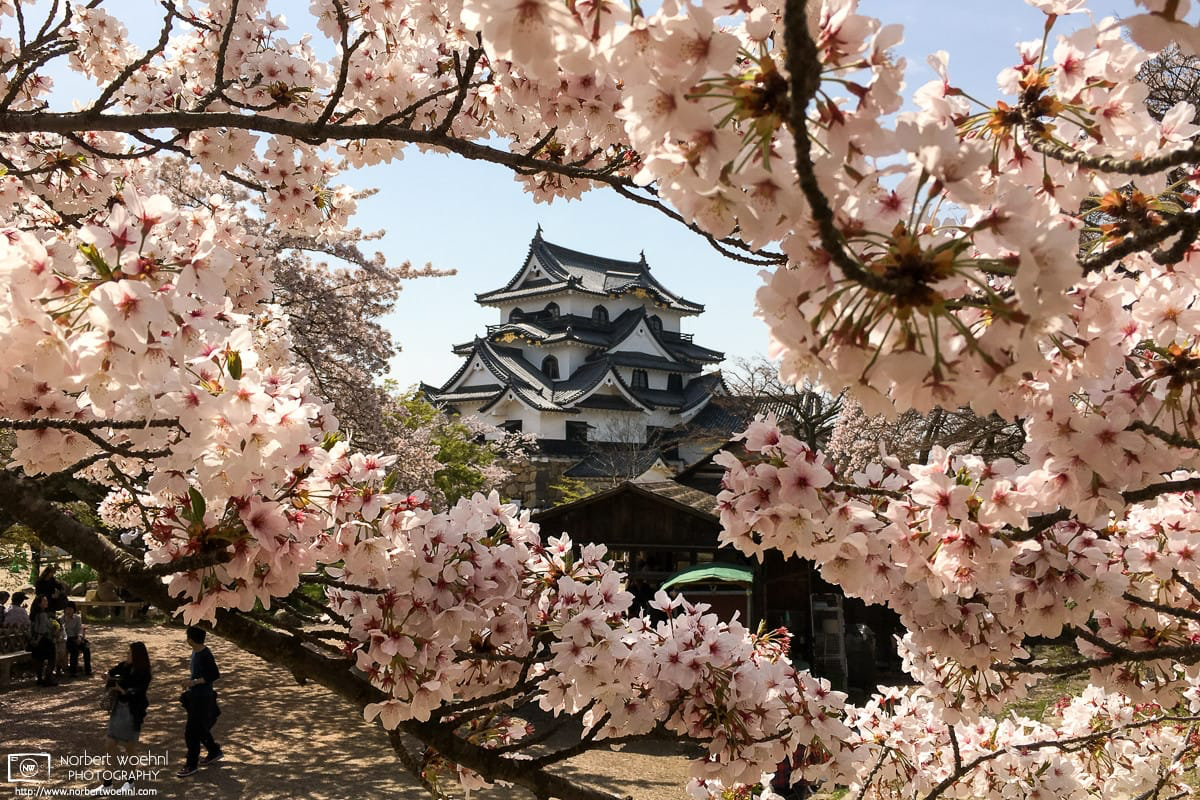 Peak cherry blossom season at Hikone Castle in Shiga Prefecture, Japan. © 2016 Norbert Woehnl Photography.