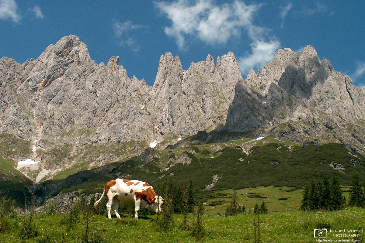 A brown-and-white Salzburg cow grazing below the rocky peaks called Mandlwand, which are part of the Hochkönig mountain range in the Austrian state of Salzburg. © 2004 Norbert Woehnl Photography.
