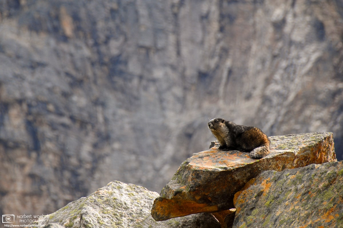 A marmot along Cavell Meadows Trail in Jasper National Park, Alberta, Canada. © 2005 Norbert Woehnl Photography.