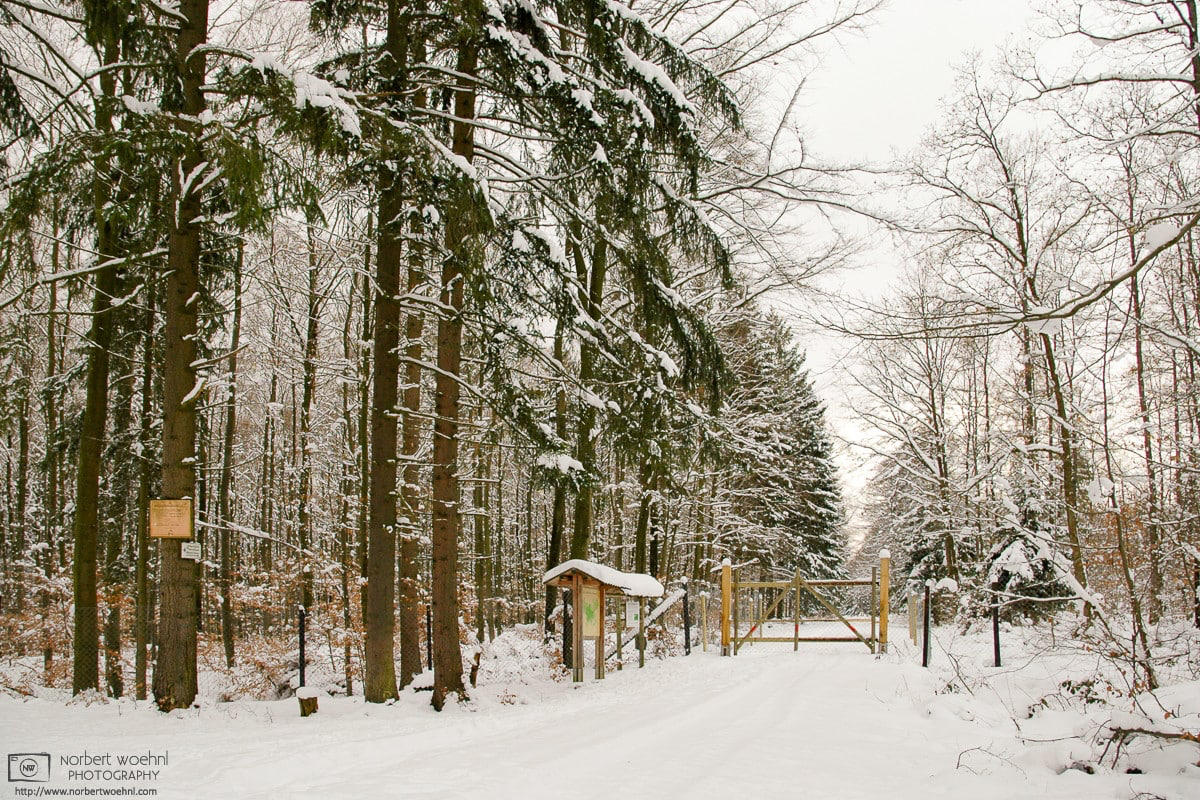 A snowy scene from a forest outside the village of Walddorfhäslach in the southwest-German state of Baden-Württemberg. © 2005 Norbert Woehnl Photography.
