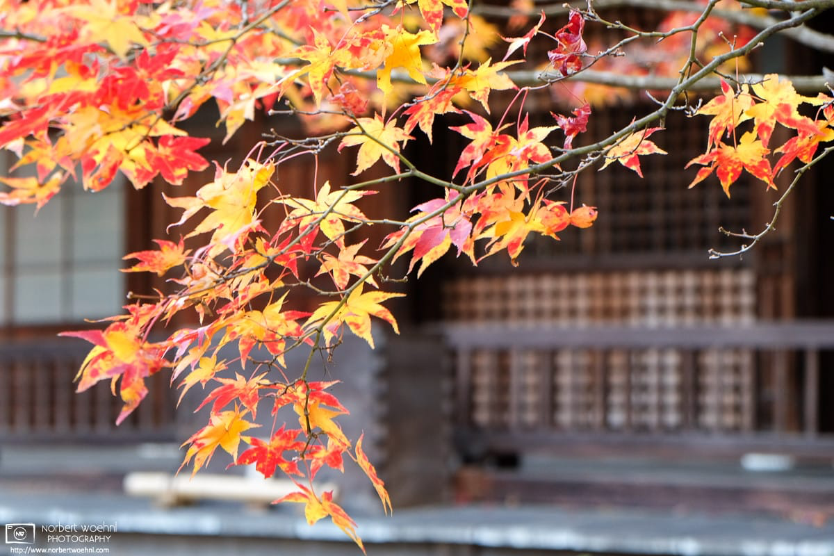 Autumn foliage at the peak of the season at Jojakkoji, a 400-year-old temple located on a hillside near the famous bamboo grove in Arashiyama, Kyoto. © 2013 Norbert Woehnl Photography.