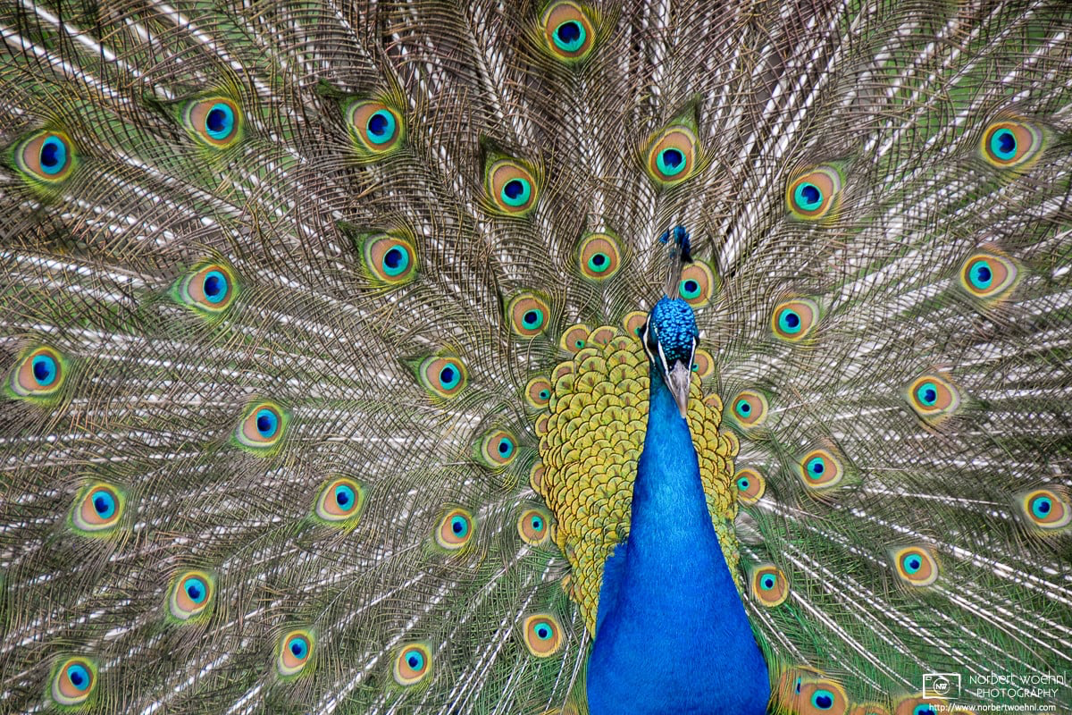 A peacock is displaying his plumage in the gardens around Eggenberg Palace in Graz, Austria. © 2010 Norbert Woehnl Photography.