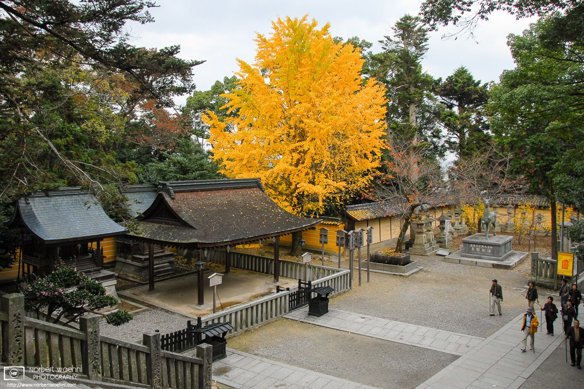 Ascending to the top of Konpira-san Shrine on the southern Japanese island of Shikoku in autumn, one passes incredibly colorful trees. © 2006 Norbert Woehnl Photography.