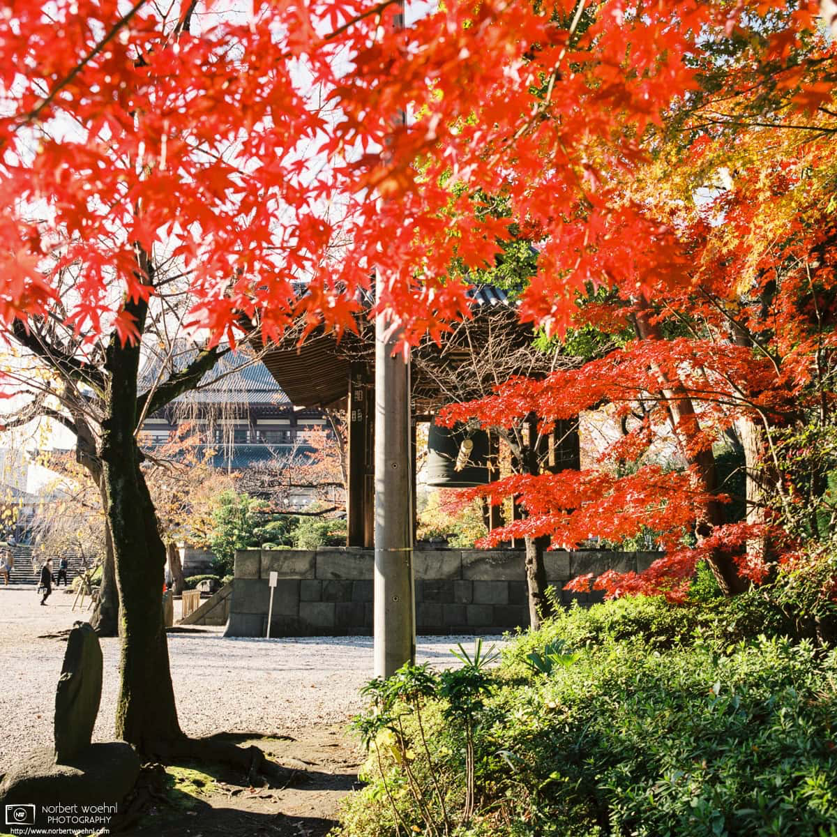 Japanese maple trees at the peak of their seasonal colors on a fine autumn day at Zojoji Temple in Tokyo, Japan. © 2019 Norbert Woehnl Photography.