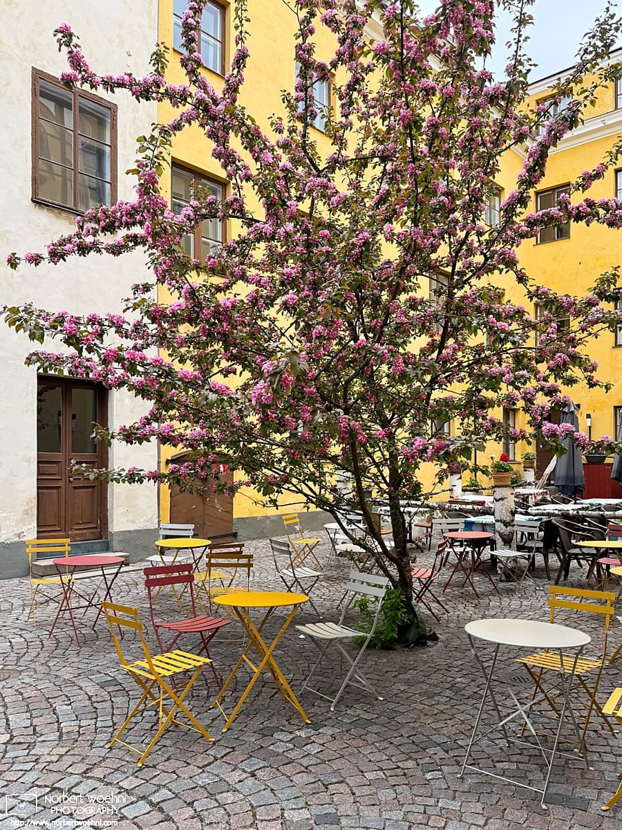 Outdoor tables and chairs around a blossoming tree in a courtyard in Helsinki, Finland. © 2026 Norbert Woehnl Photography.