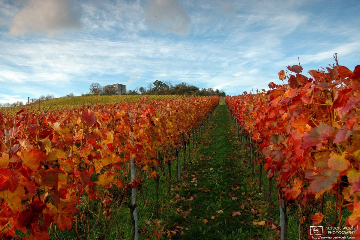 A perspective shot in the vineyards around the ruins of Helfenberg Castle in southwestern Germany, taken on a splendid autumn day. © 2005 Norbert Woehnl Photography.