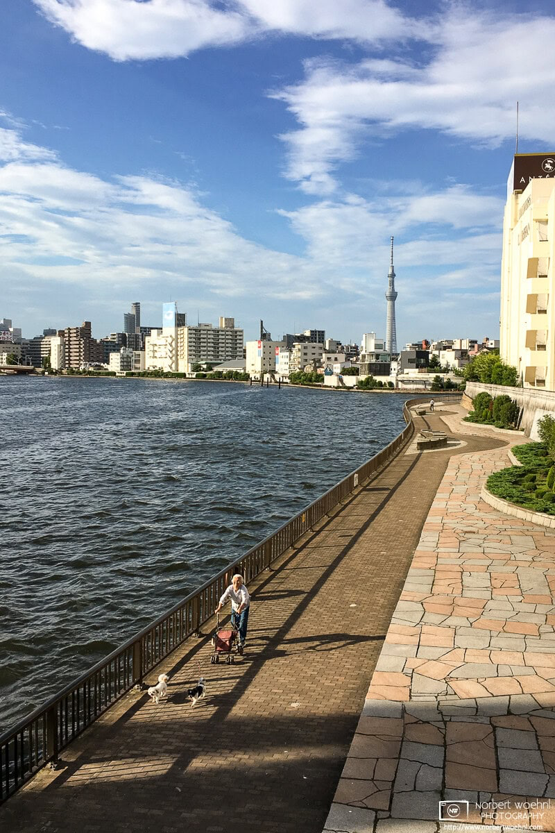 An elderly woman using a walker is enjoying a sunny day with her two dogs along the Sumida River in Tokyo, Japan. Tokyo Skytree is visible in the background. © 2018 Norbert Woehnl Photography.