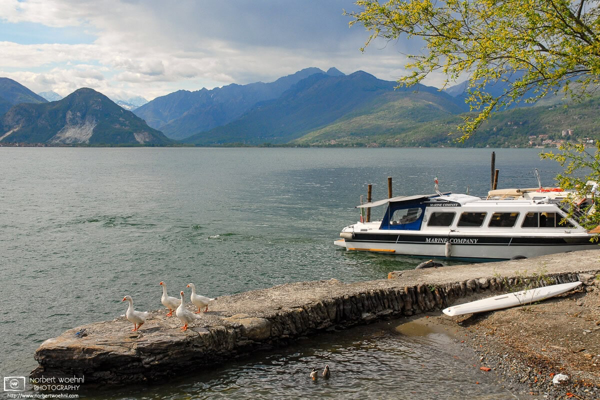 Peaceful scene with some geese at a boat pier on Isola Madre, one of the three Isole Borromee inside Lago Maggiore, Italy. © 2006 Norbert Woehnl Photography.