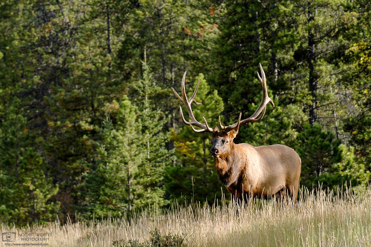 A bull elk appears at a forest glade in Jasper National Park, Canada. © 2005 Norbert Woehnl Photography.