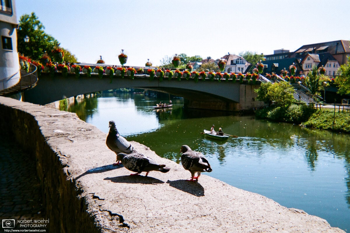 Along the Neckar waterfront in Tübingen, Germany, pigeons are standing on an embankment wall while some boating activities are visible on the river in the background. © 2018 Norbert Woehnl Photography.