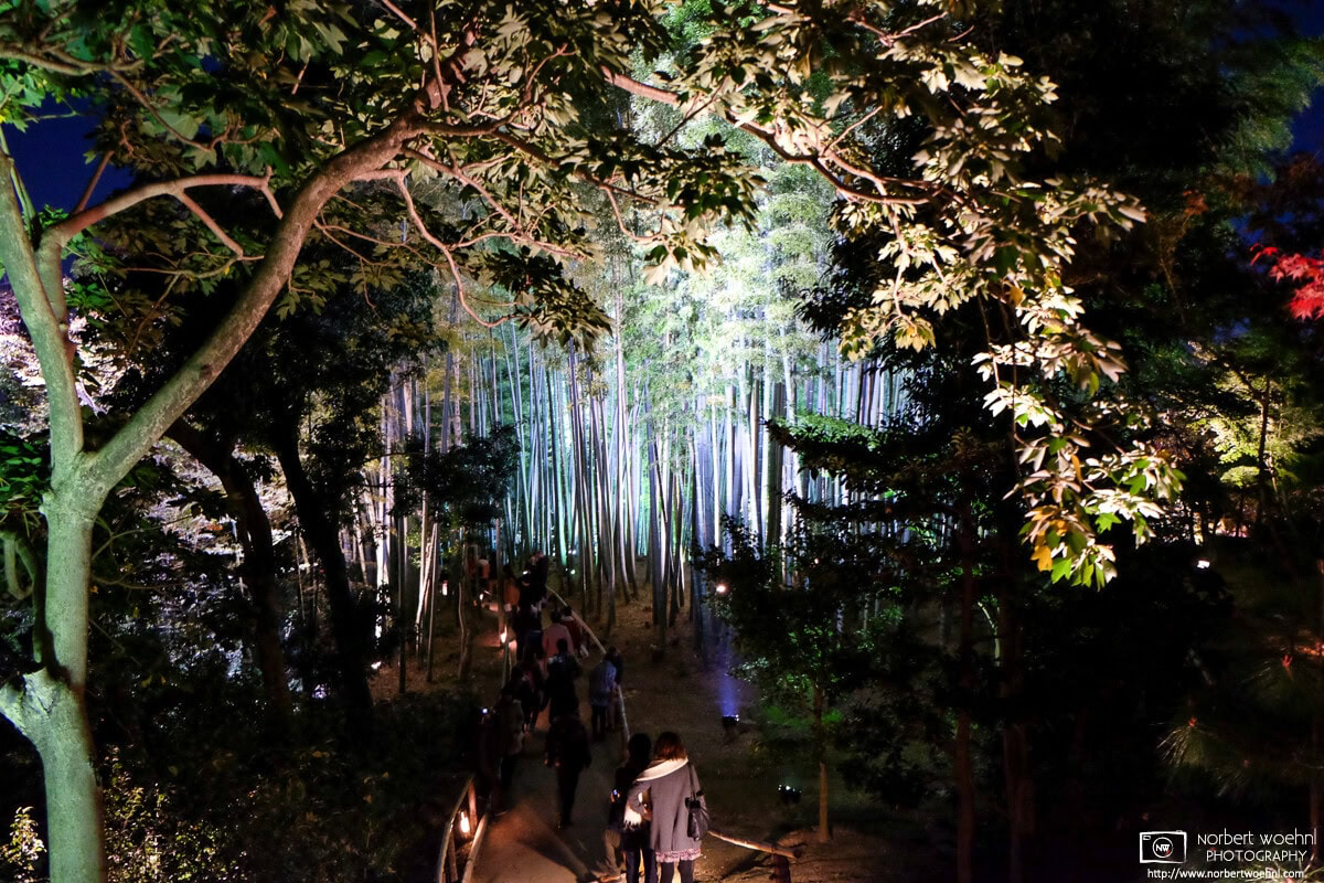 The premises of Kodaiji in Kyoto, Japan, include a small bamboo forest that also gets illuminated for the occasion. © 2013 Norbert Woehnl Photography.