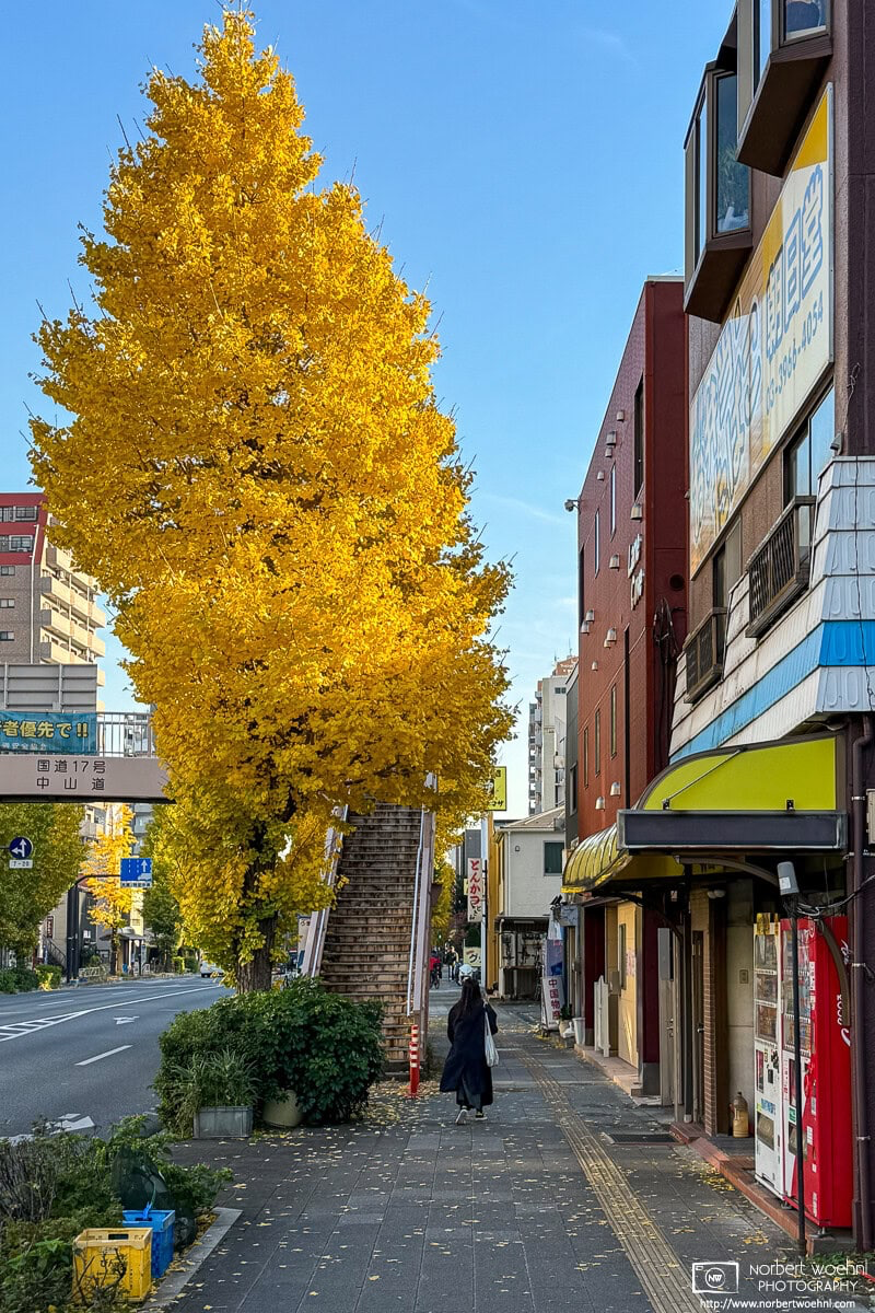 Along the Nakasendo in the Itabashi Ward of Tokyo, Japan, a ginkgo tree is displaying its golden autumnal foliage. © 2023 Norbert Woehnl Photography.