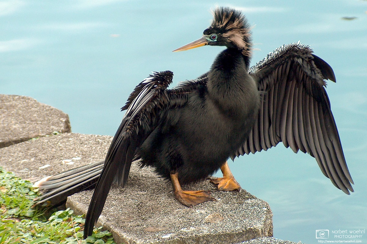 A male anhinga is drying his wings at Lake Eola Park in downtown Orlando, Florida. © 2004 Norbert Woehnl Photography.